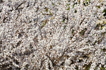 Spring Tree Blossom Background