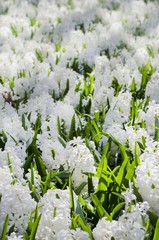 White Hyacinth Flower Background