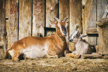 Farm Yard With Animals