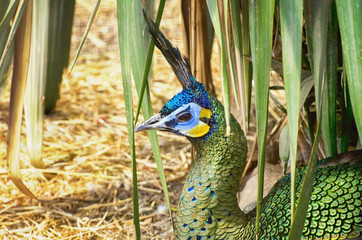 Single Peacock Portrat