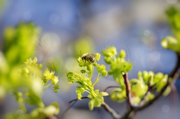 Bee at Spring Branch