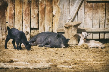 Farm Yard With Animals