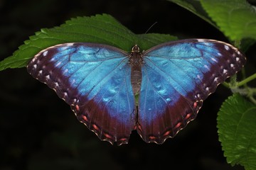 Peleides blue morpho (emperor) (Morpho peleides) on the leaf.