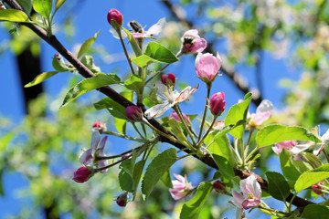 Blossom of apple trees in springtime