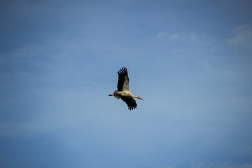 Stork flying on a blue sky in Alentejo Portugal