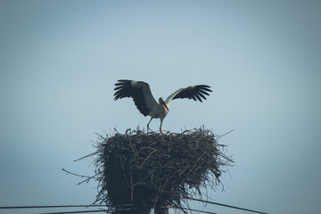 Stork flying over its nest 