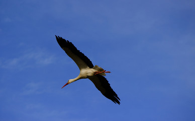 Stork flying on a blue sky in Alentejo Portugal