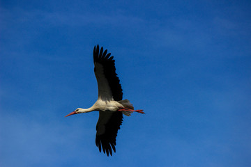 Stork flying on a blue sky in Alentejo Portugal