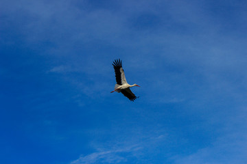 Stork flying on a blue sky in Alentejo Portugal