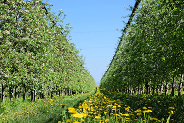 Perspective of yellow dandelions in an apple orchard in springtime