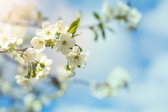 Spring background art white cherry blossom. Beautiful nature scene with blooming tree and sun flare. Sunny day. Spring flowers. Beautiful orchard. Abstract blurred background. Shallow depth of field.