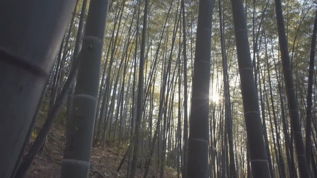 Looking up at a bamboo forest in Matsuyama, Japan at Sunset