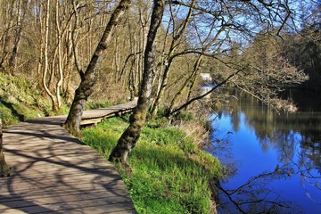 Falls of clyde walkway