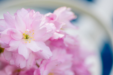 Tree cherry blossom pink flowers