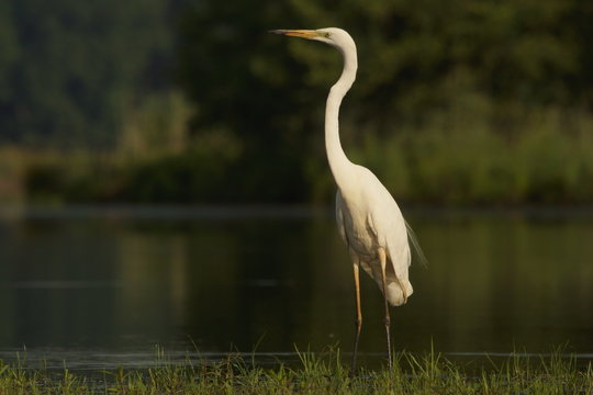 Czapla biała