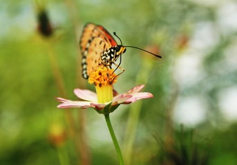 butterfly feeds nectar in the flower