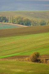 Fototapeta na wymiar Autumn landscape with trees and waved fields.