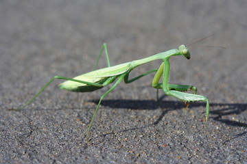 Green Praying Mantis on concrete
