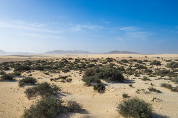 Green grass grows in the sand dunes
