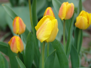 Fototapeta premium flower, tulip, flora, floral, nature, natural, green, spring, field, red, colorful, background, summer, yellow, tulips landscape, plant, leaf, outdoors, tulips meadow, sunlight, tulips view, garden, 