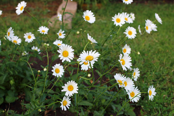 Fototapeta premium Chamomile flowers on the lawn in summer