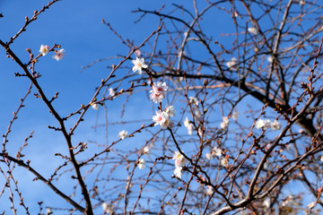 Spring. Blooming gardens: flowers on a cherry tree against the backdrop of a beautiful azure spring clear sky
