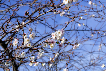 Spring. Blooming Gardens: flowers on a cherry tree against a beautiful blue spring clear sky