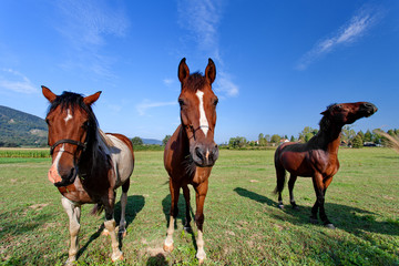 Three horses on the nature background