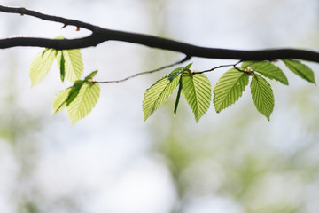 Tree branch with fresh leaves