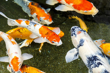 Group of Koi Fish