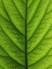 Yaprak Dokusu 2/ Ters Işık