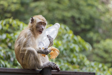 Monkey with plastic bottle and pancake