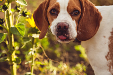 A Dog Looks At The Camera