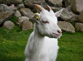 Obraz premium Goat