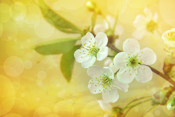 Fototapeta na wymiar Spring blossoming background. Flowers background. Spring cherries.