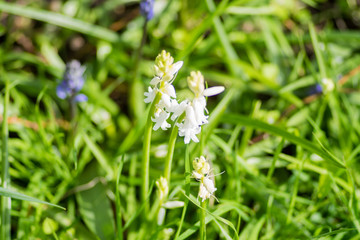 White bells center focus blur background