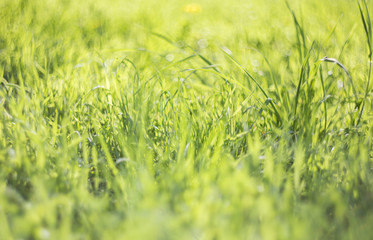 Green spring grass