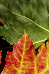 Autumn Fall Colours 10