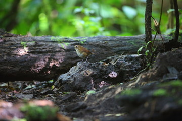 Lesser Shortwing (Brachypteryx leucophris) in Sumatra, Indonesia