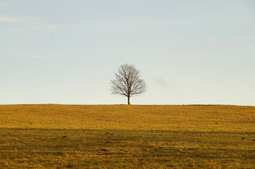 Tree solitaire on the meadow