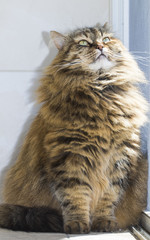 brown tabby cat of siberian breed in the garden