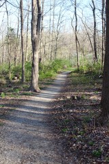 The gravel nature trail in the forest.