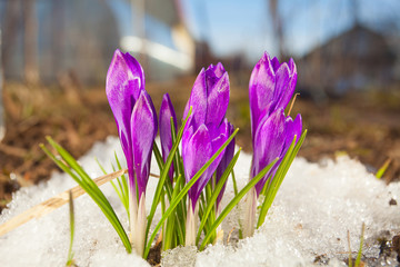 beautiful spring crocus flower on background image