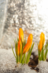 Fototapeta na wymiar beautiful spring crocus flower on background image