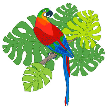 Vector macaw parrot illustration. Animal in the wild hand drawn sketch with beautiful colorful exotic bird sitting on branch with tropical plants and trees leaves