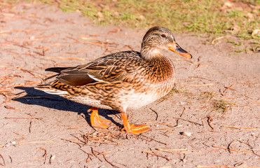 Beautiful duck in park with spread wings under sunlight is going to swim.