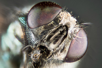 Macro Focus Stacking -  Common Green Bottle Fly, Greenbottle Fly , Lucilia sericata  © Maciej Olszewski