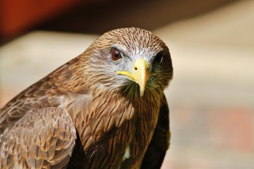 Yellow billed kite