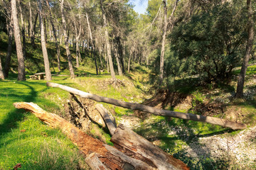 Camino cortado por árbol caído en el  bosque de la Cañada de las Hazadillas