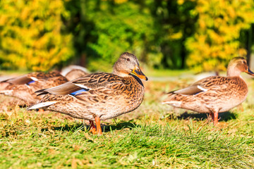 Beautiful duck in park with spread wings under sunlight is going to swim.